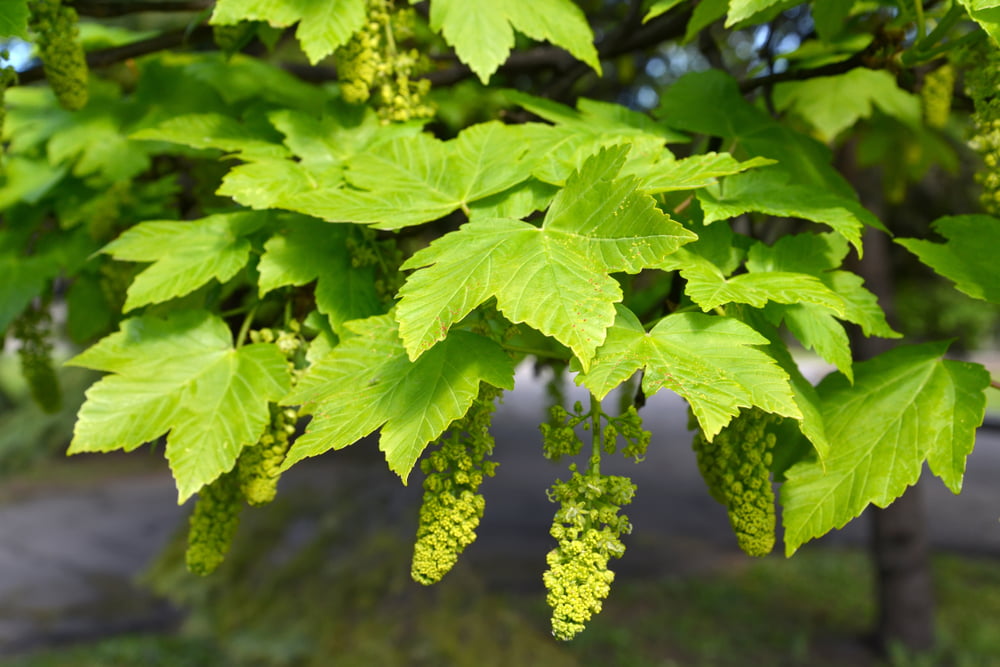 Acer pseudoplatanus katjes blad