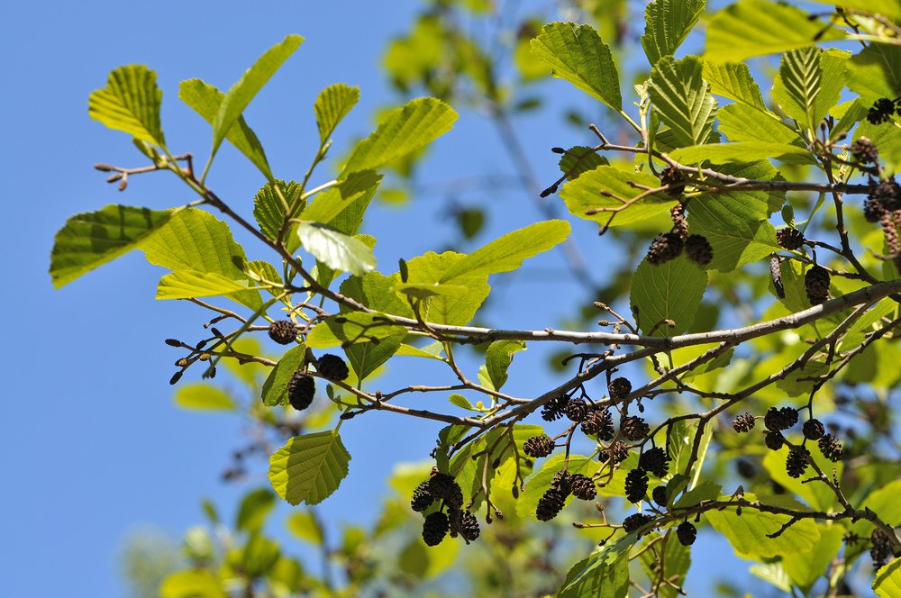 Alnus glutinosa blad