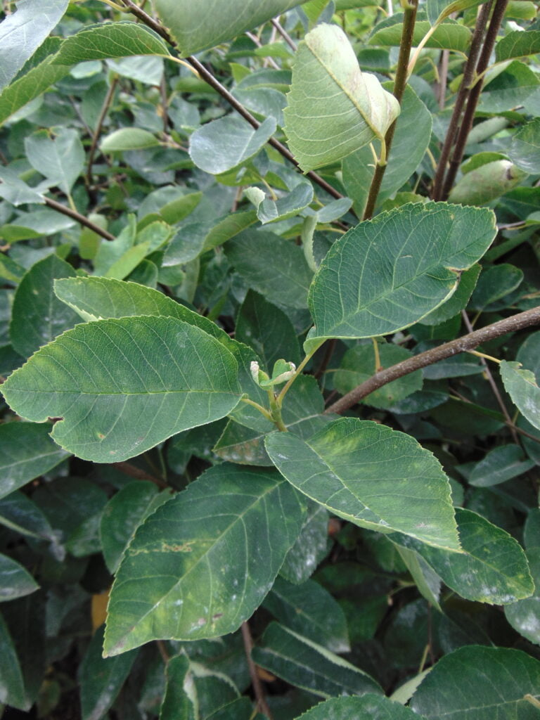 raisin leaf Amelanchier lamarckii