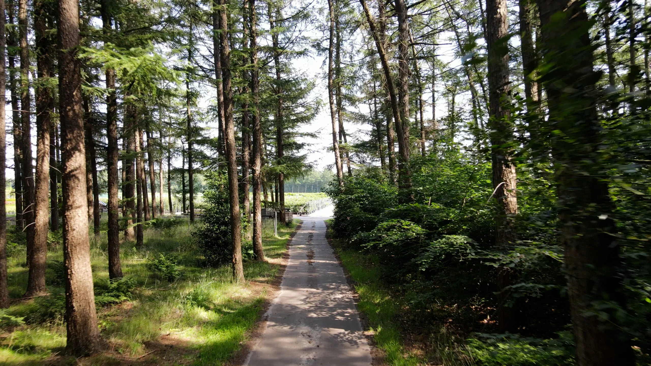 bos-roelands-boomkwekerijen