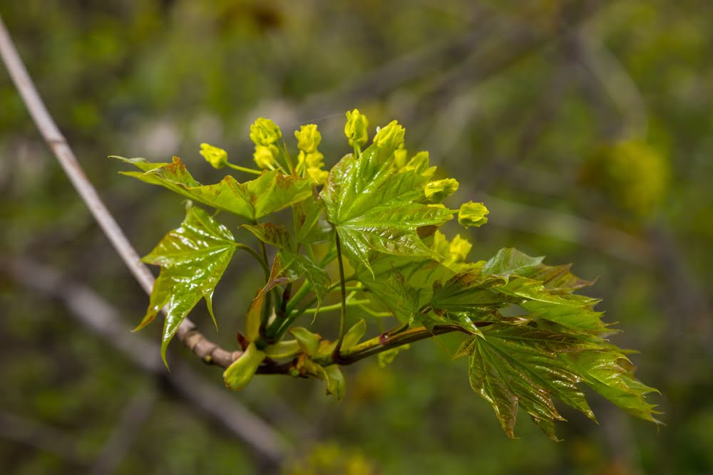 blad acer platanoides gewone esdoorn