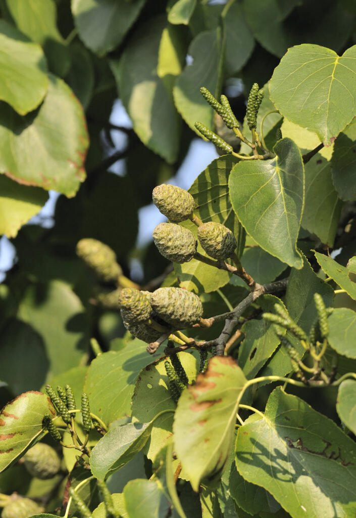 alnus cordata blad