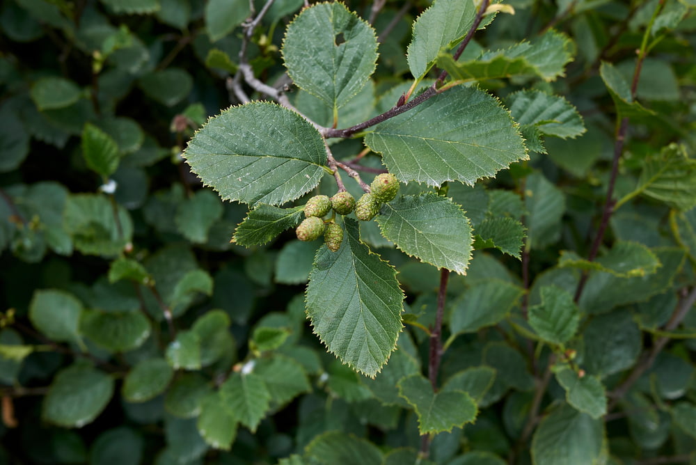 alnus incana blad