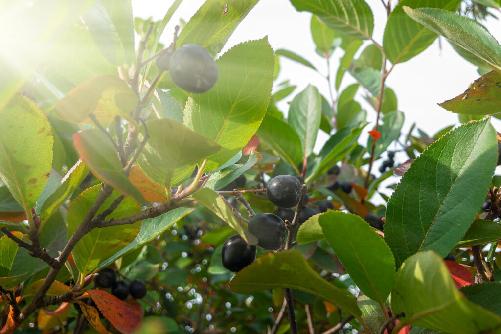 Aronia melanocarpa blad