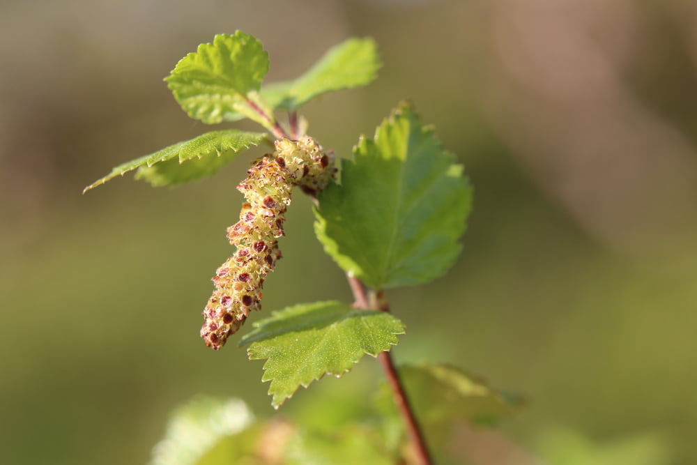 Betula pubescens (Zachte Berk) - Roelands Boomkwekerijen BV