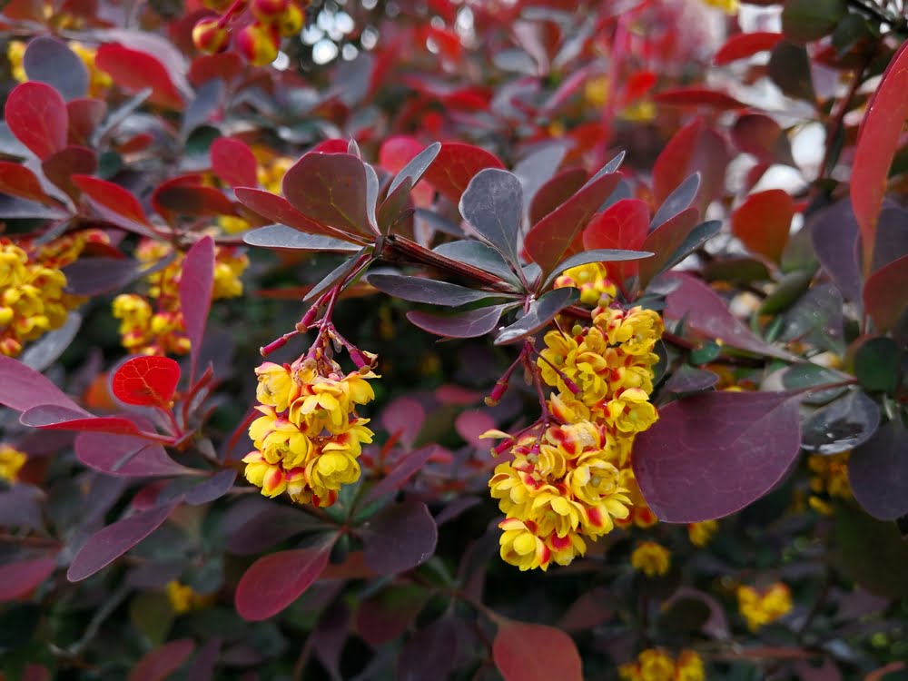 Berberis thunbergii Atropurpurea