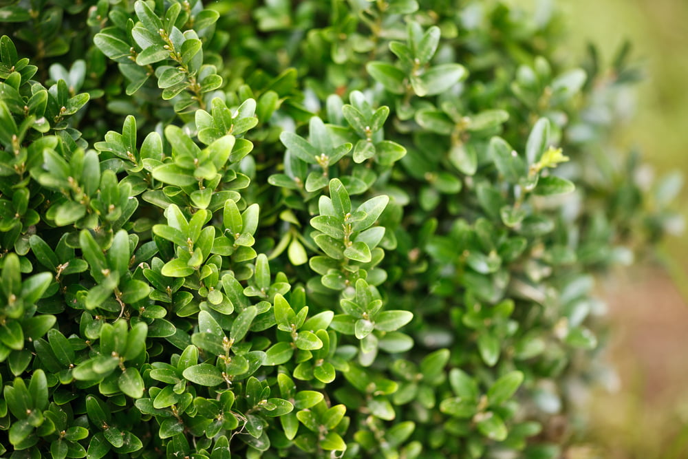 Buxus sempervirens blad