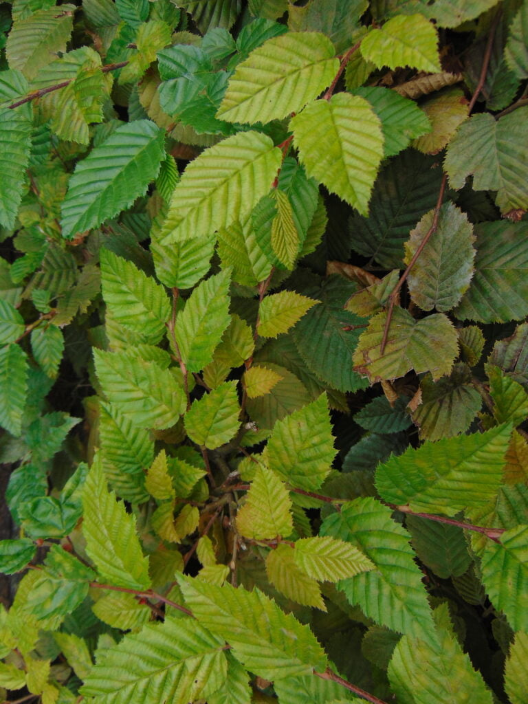 Carpinus betulus leaf