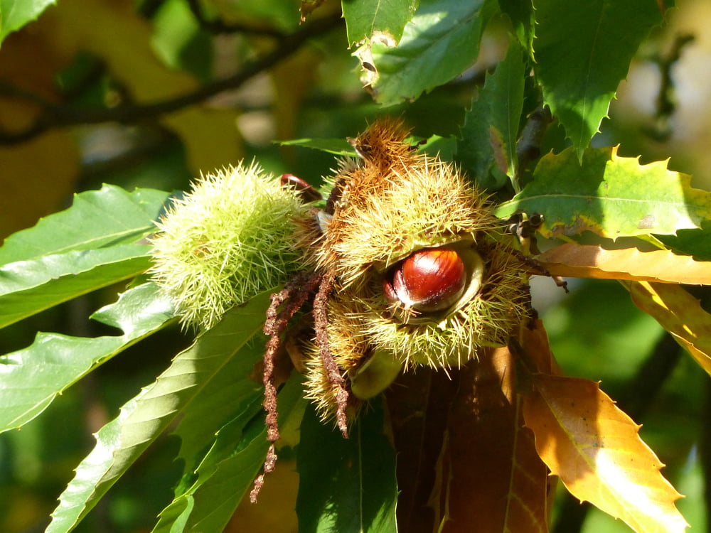 Castanea sativa blad