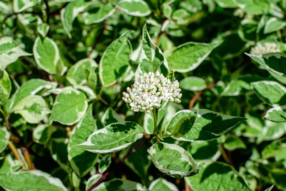 Cornus alba Elegantissima