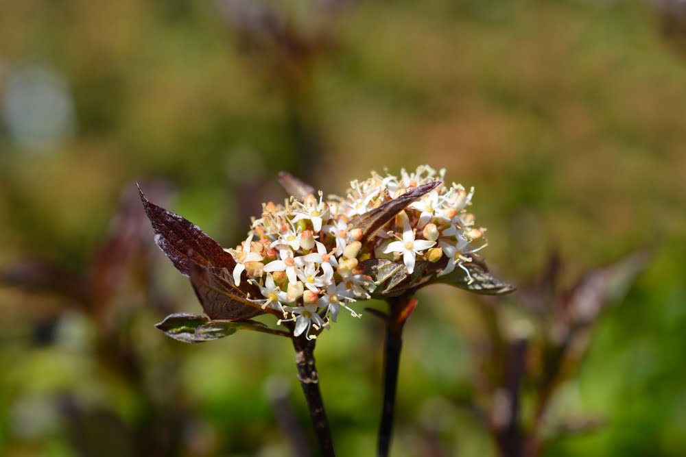 Cornus alba Kesselringii