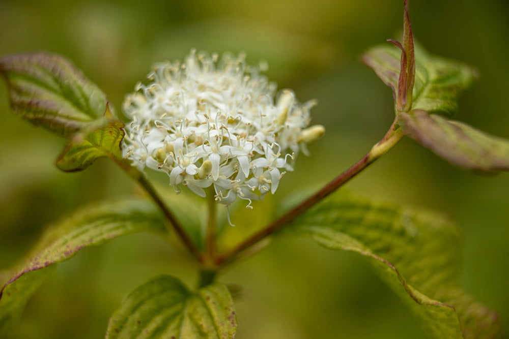 Cornus alba Sibirica blad en bloesem