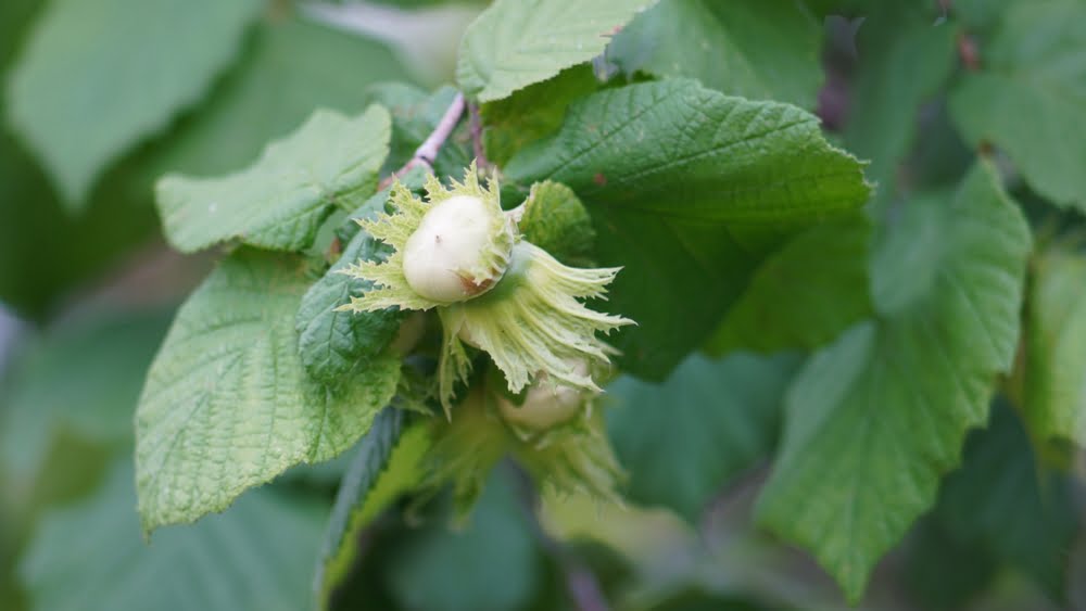 Corylus avellana