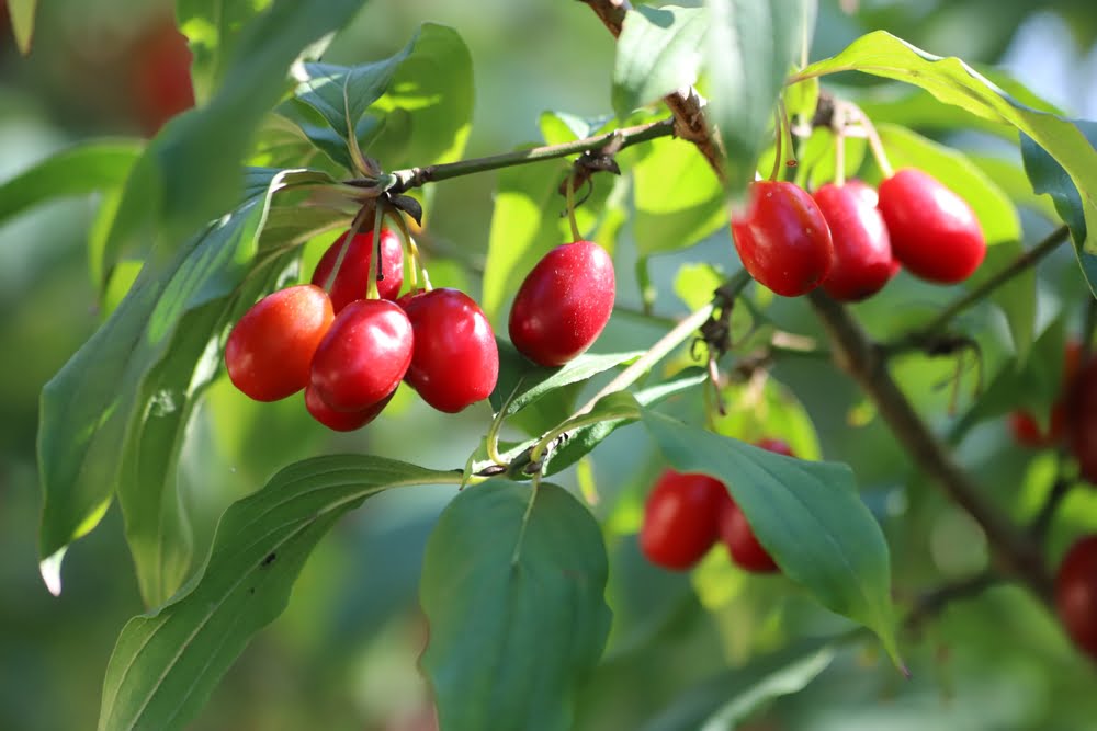 Cornus mas