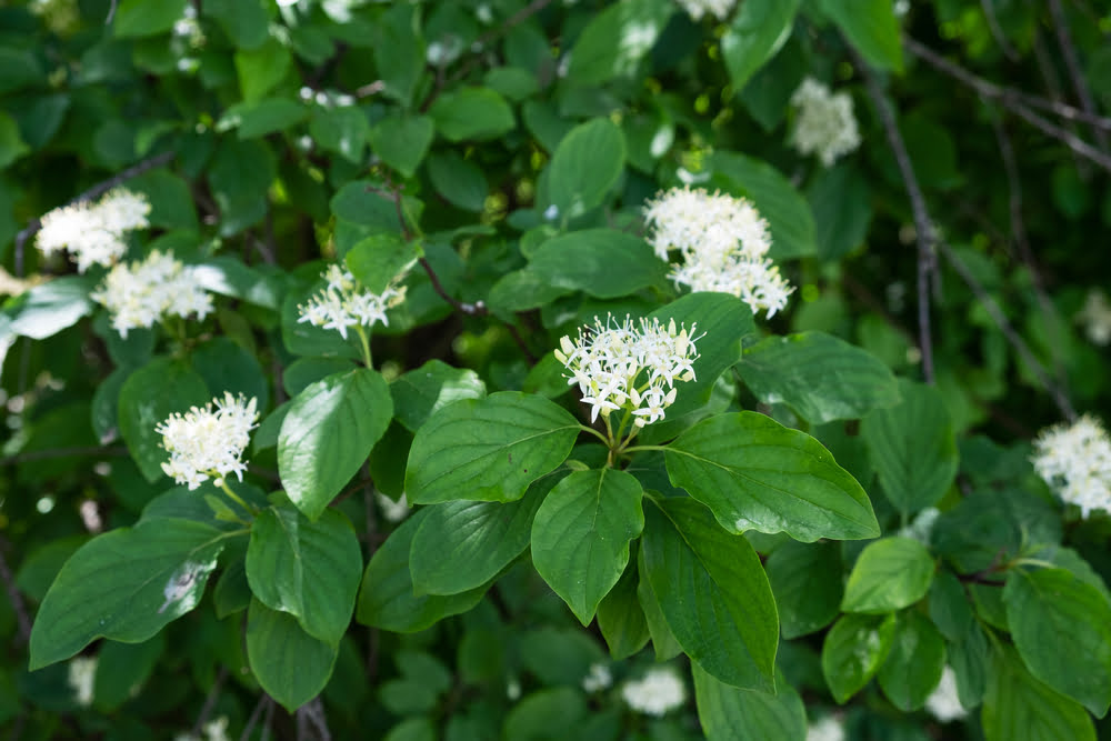 Cornus sanguinea