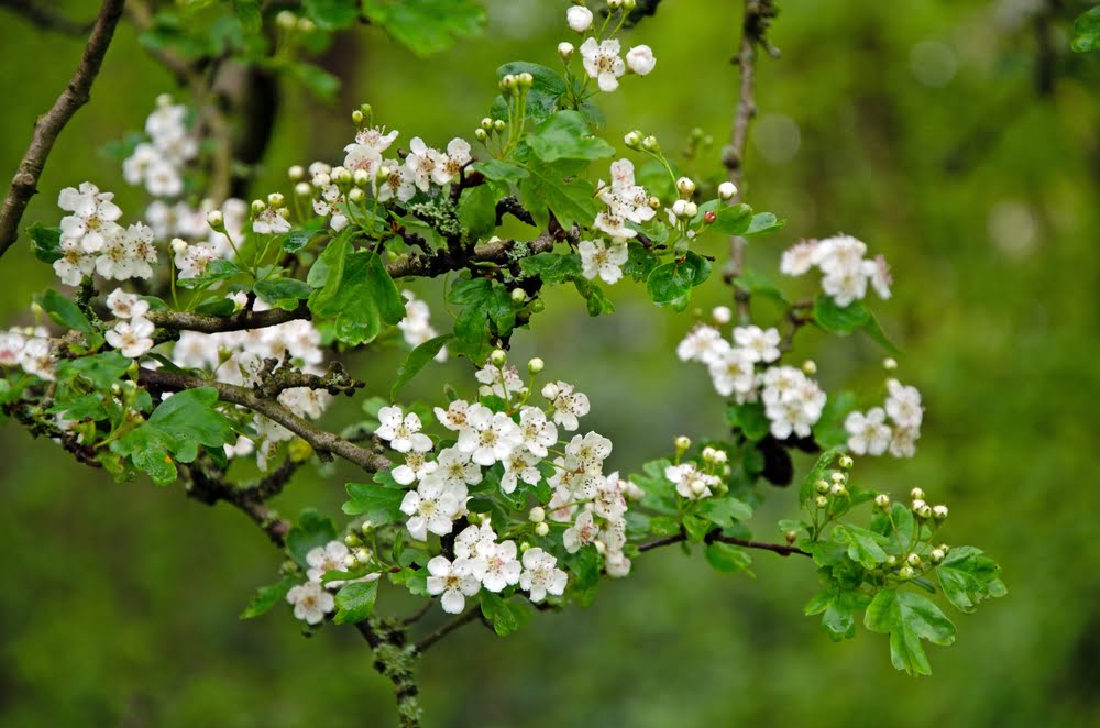 Crataegus monogyna