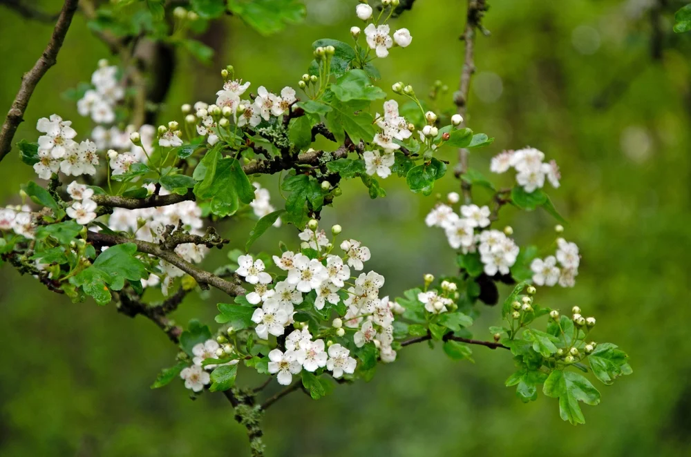 Crataegus monogyna