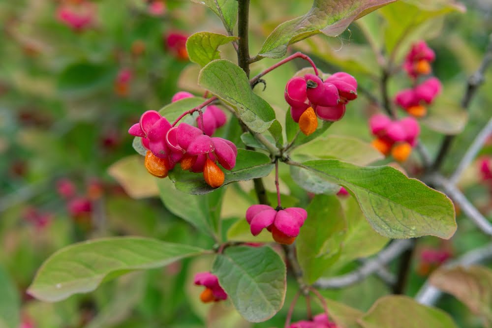 Euonymus europaeus