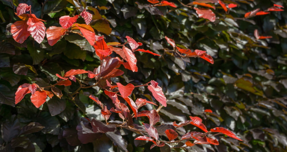 Fagus sylvatica Atropunicea