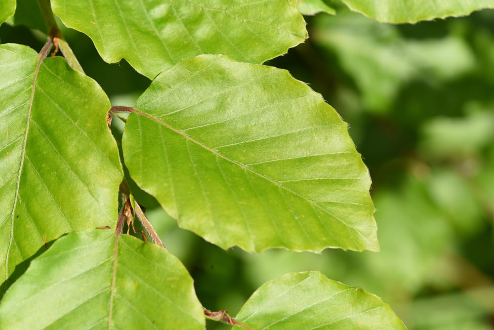 Fagus sylvatica