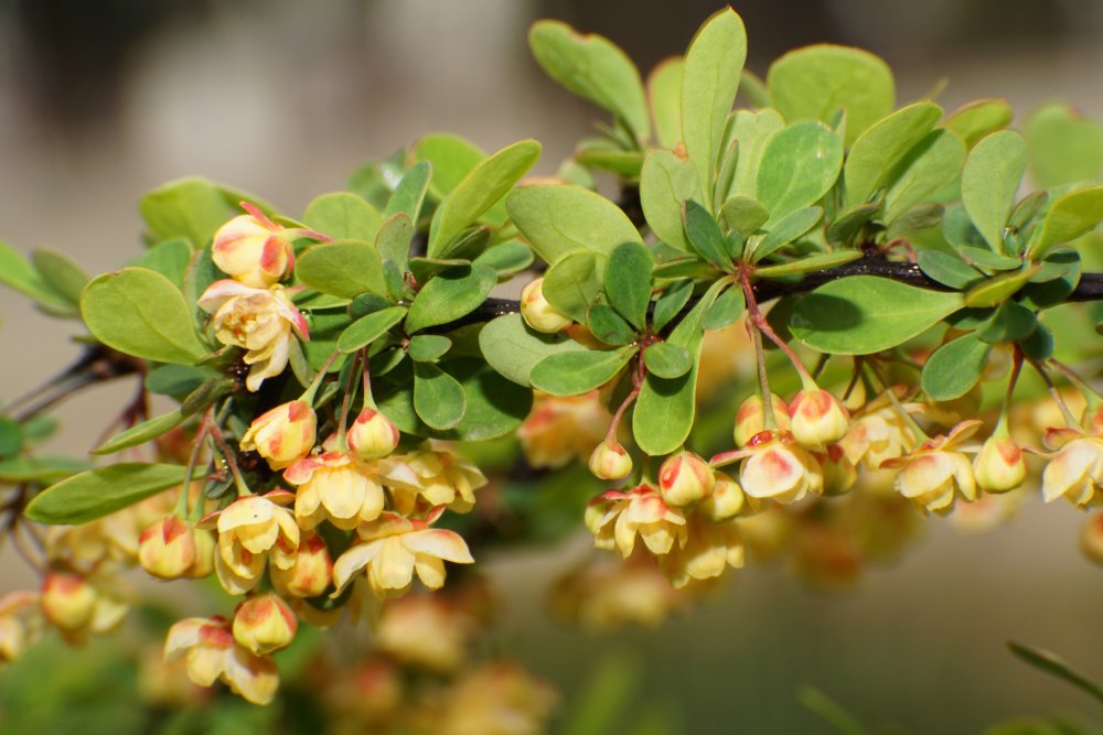 groene berberis thunbergii