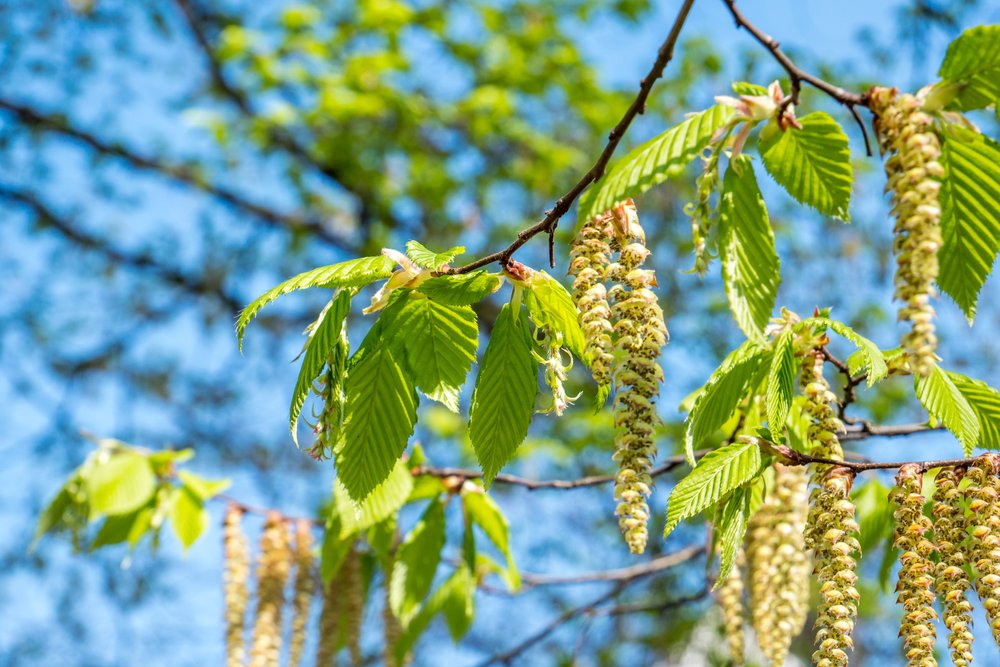 Betula pendula blad