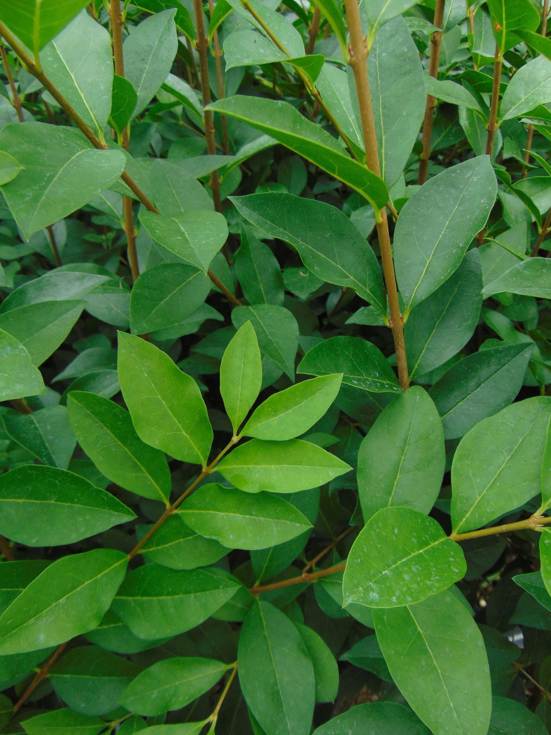 Ligustrum ovalifolium (Haagliguster) - Roelands Boomkwekerijen BV