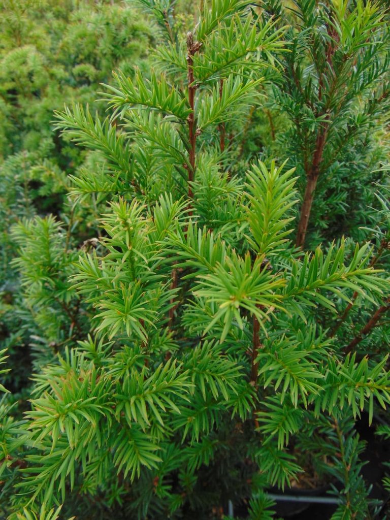 Taxus baccata naalden