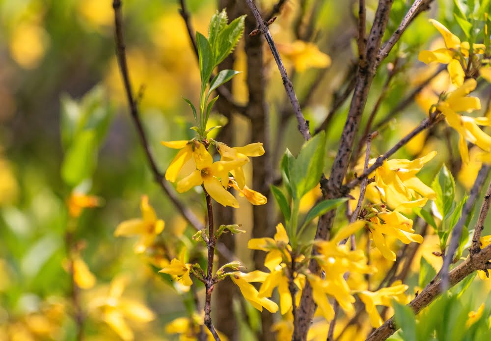 Forsythia intermedia 'Spectabilis' in bloei met gele bloemen als klokjes