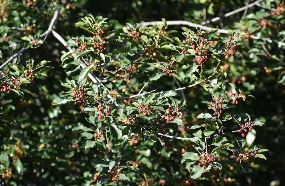 Frangula alnus (alias Rhamnus frangula) in voller Blüte mit ihren Beeren