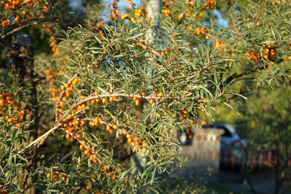 De Hippophae rhamnoides van een afstand met zijn oranje bessen en zilverachtige blad.