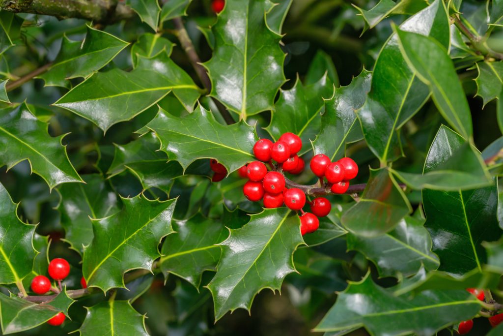 Das grüne stachelige Blatt von Ilex aquifolium mit den roten Beeren in der Mitte des Blattes.