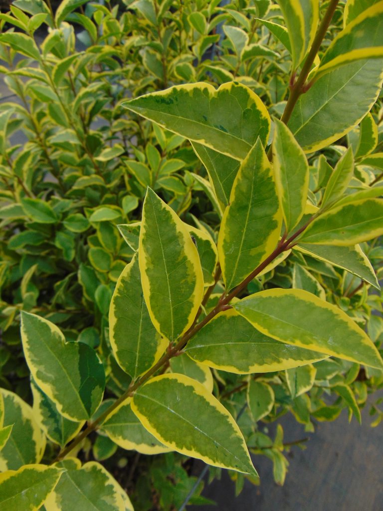 Blad van de Ligustrum ovalofolium 'Aureum' met zijn kenmerkende groen blad met gele toetsen erop