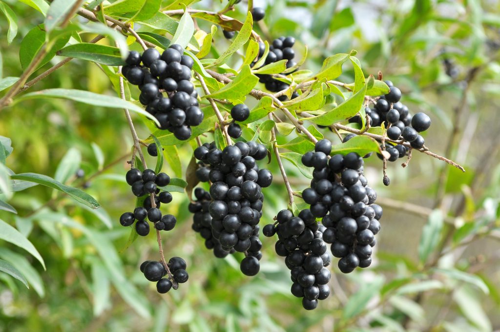 De zwarte bessen van de Ligustrum vulgare met op achtergrond zijn blad.