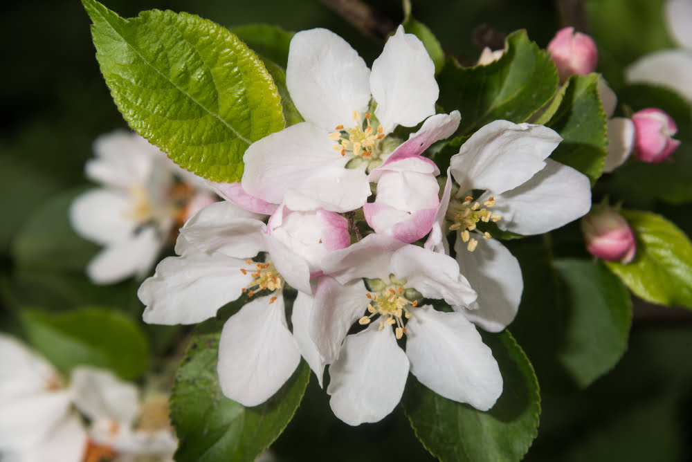 Malus sylvestris zijn witte bloesem die plaats zal maken voor wilde appels