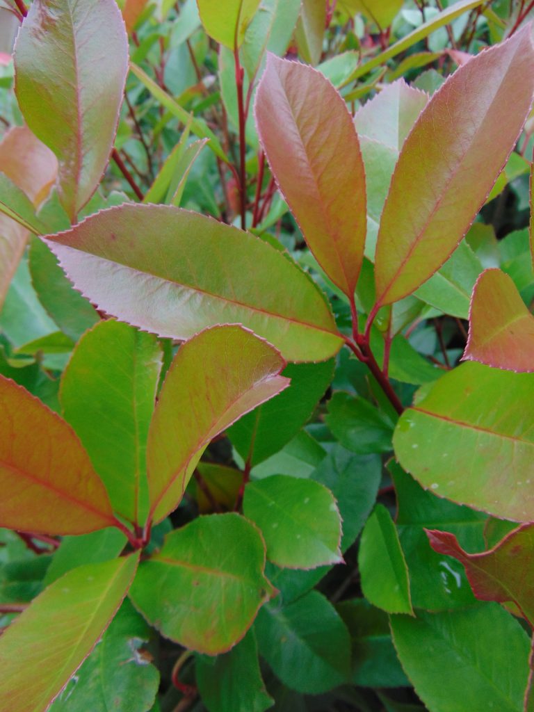 Het groen-rode blad van de Photinia fraseri 'Red Robin' in een close-up