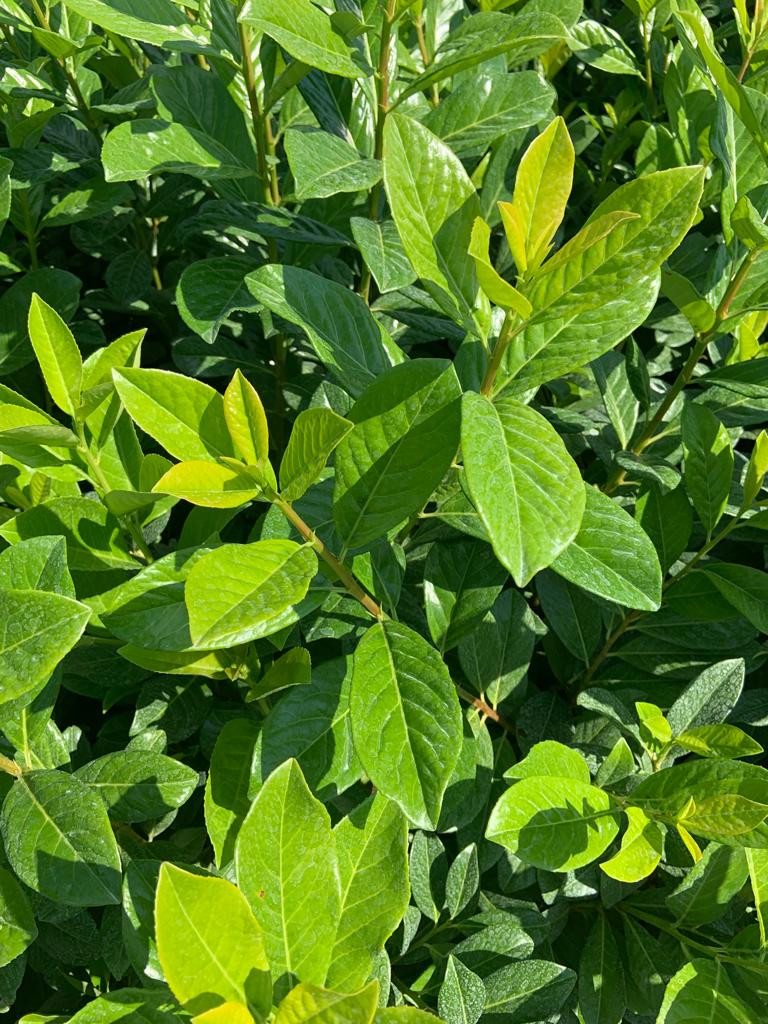 Prunus laurocerasus 'Novita' met nieuw, geelgroen loof