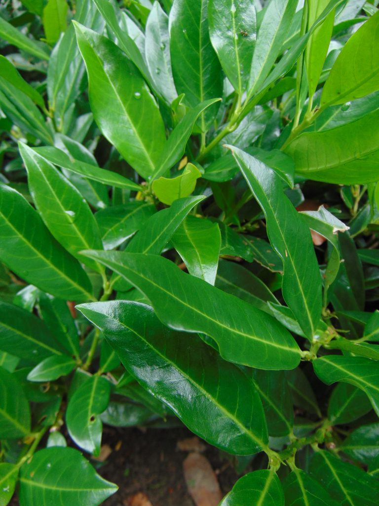 Het groenblijvende, spitsige blad van de Prunus laurocerasus 'Otto Luyken'