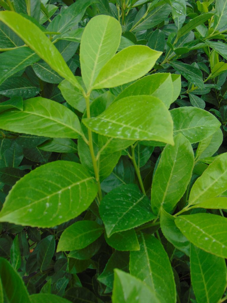 Groenblijvende Prunus laurocerasus Rotundifolia bladeren in closeup