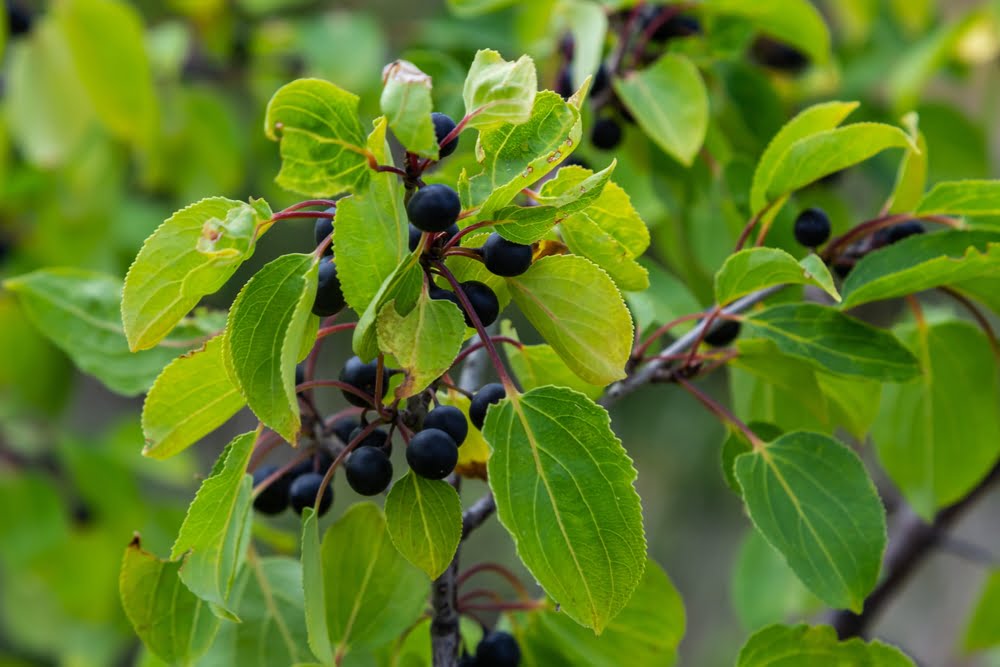 Rhamnus cathartica in bloei met zijn donkere bessen