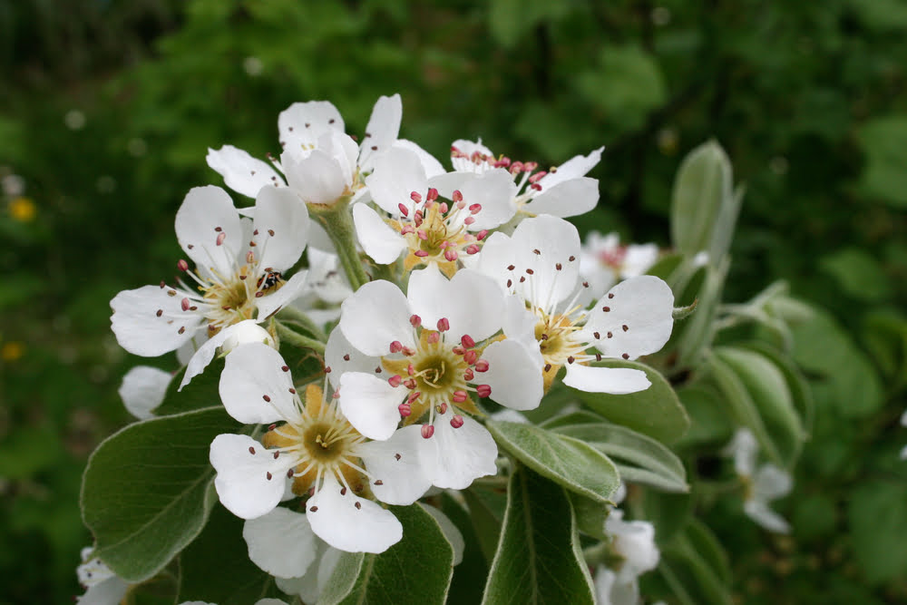 Pyrus communis in bloom with its white flowers