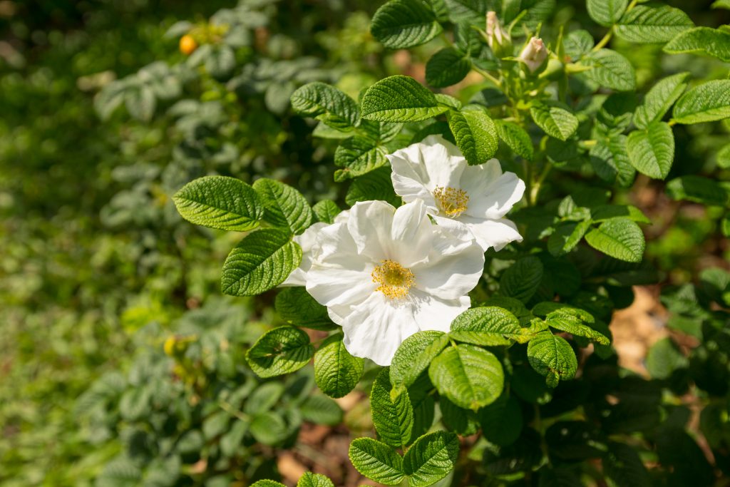 De witte bloemen van de Rosa rugosa 'Alba'