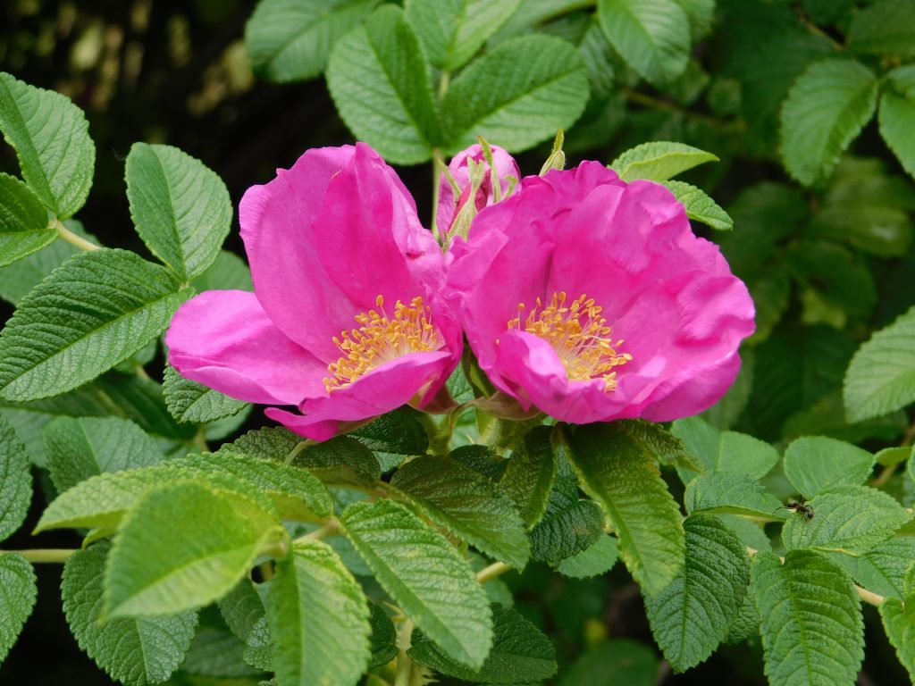 paarse bloemen van de Rosa rugosa Rubra