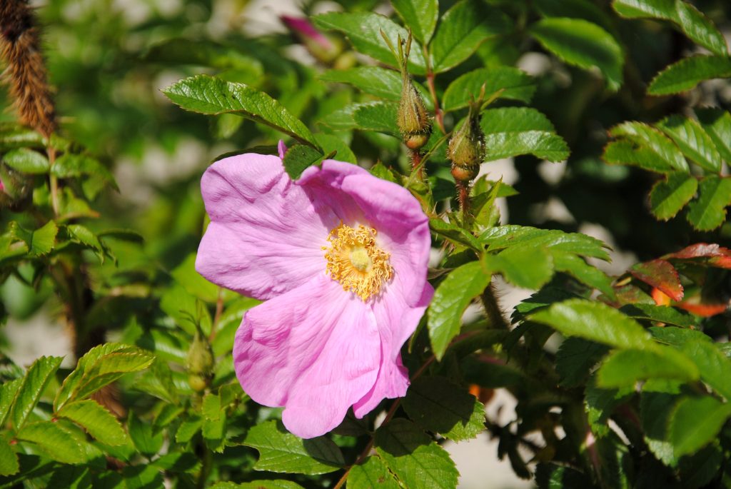 roze bloem van een rosa rubiginosa