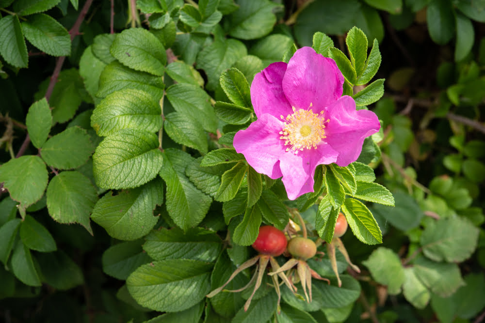 Rosa rugosa in bloei met paarse bloem en bottelroos