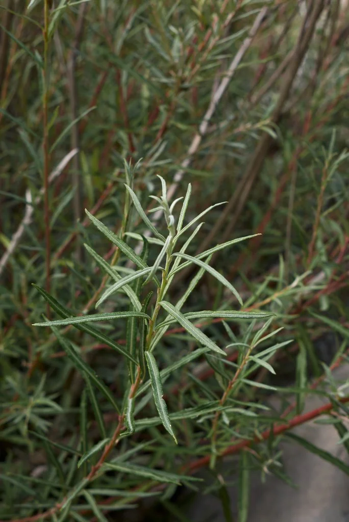 Salix elaeagnus 'Angustifolia' met zijn spitsig blad