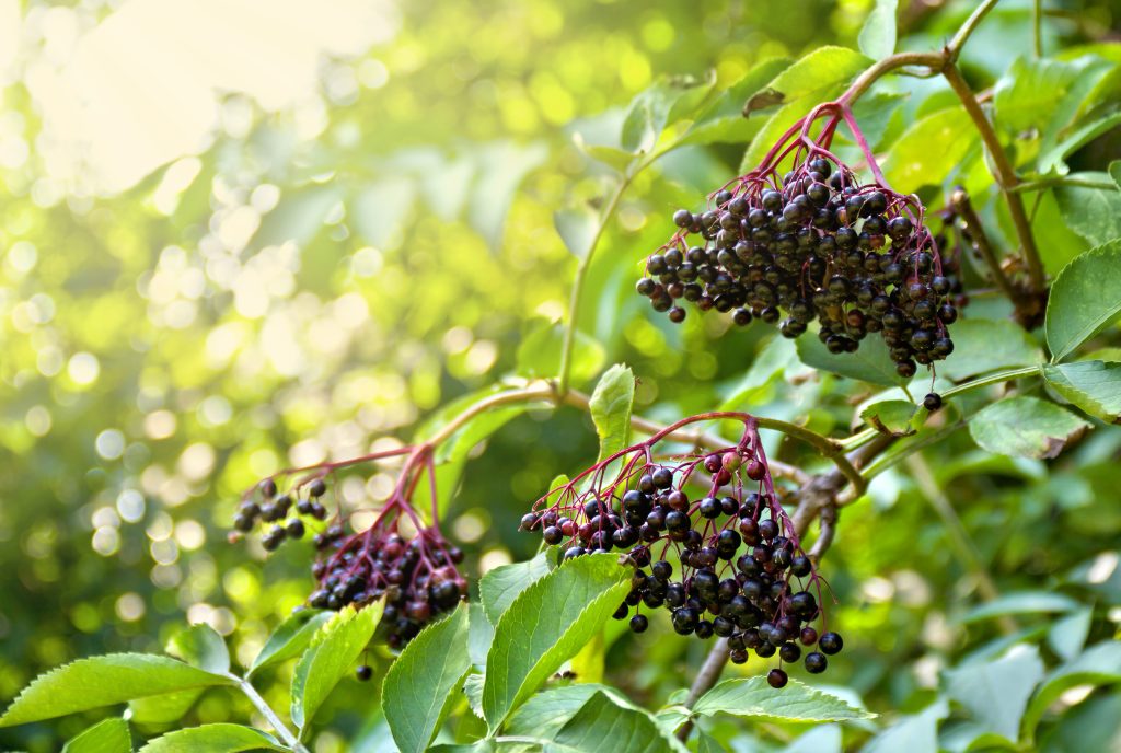 Sambucus nigra met zijn zwarte bessen