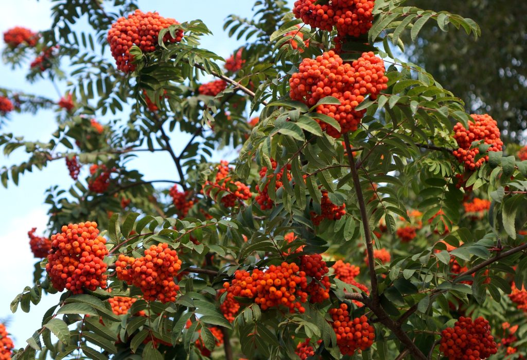 De oranje-rode bessen van de Sorbus aucuparia